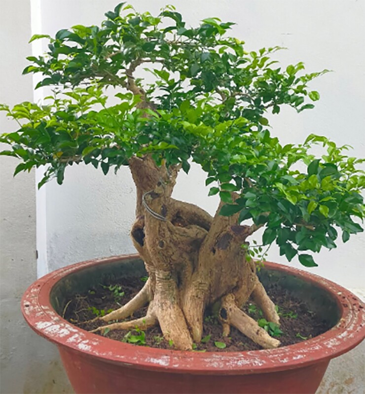 Cây dại ở hàng rào amp;#34;lên chậuamp;#34; thành bonsai, có cây lên tới 2 tỷ đồng, tỏa mùi thơm đặc biệt và mang lại may mắn - 5