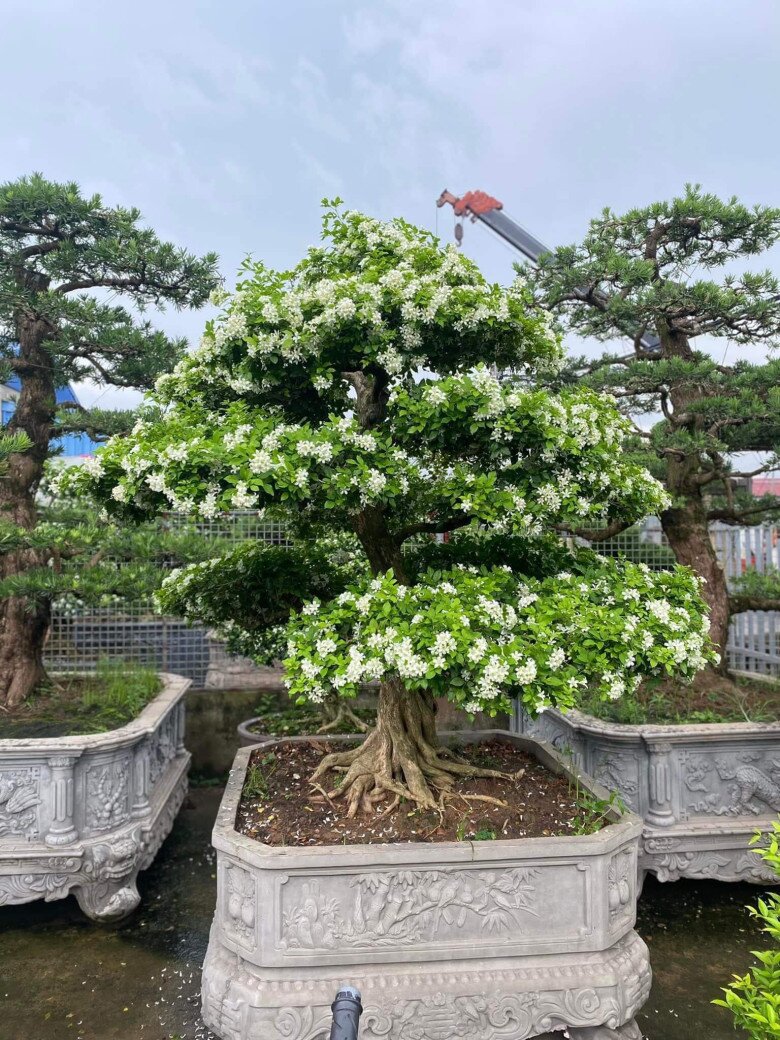 Cây dại ở hàng rào amp;#34;lên chậuamp;#34; thành bonsai, có cây lên tới 2 tỷ đồng, tỏa mùi thơm đặc biệt và mang lại may mắn - 3