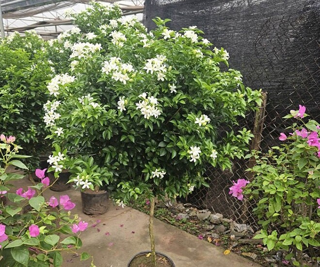 Cây dại ở hàng rào amp;#34;lên chậuamp;#34; thành bonsai, có cây lên tới 2 tỷ đồng, tỏa mùi thơm đặc biệt và mang lại may mắn - 1