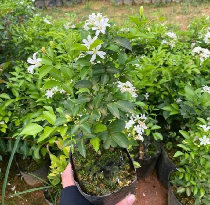 Không chỉ đẹp mắt, nguyệt quế còn có nhiều ý nghĩa về mặt phong thủy