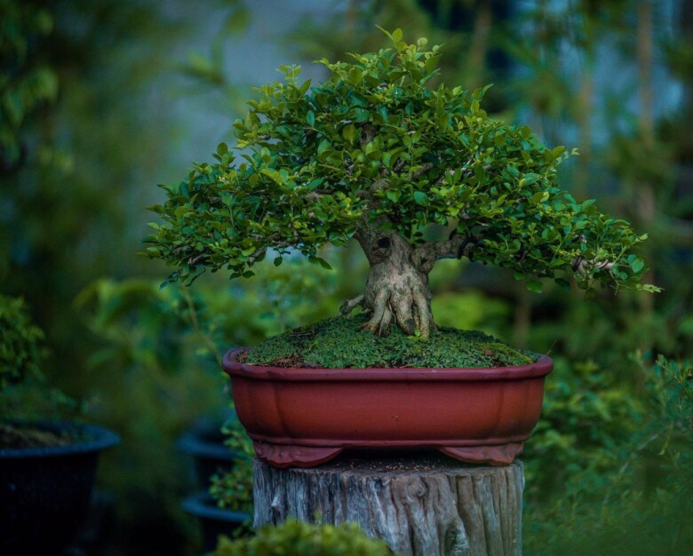 Cây dại ở hàng rào amp;#34;lên chậuamp;#34; thành bonsai, có cây lên tới 2 tỷ đồng, tỏa mùi thơm đặc biệt và mang lại may mắn - 4