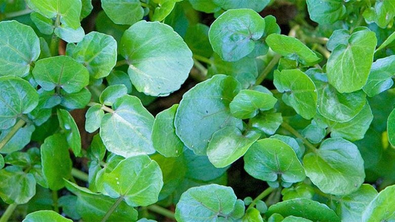 Cây rau được đánh giá amp;#34;tốt nhất thế giớiamp;#34;, Việt Nam trồng bạt ngàn 45 ngày thu hoạch, thành đặc sản 40.000 đồng/kg - 4