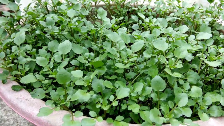 Cây rau được đánh giá amp;#34;tốt nhất thế giớiamp;#34;, Việt Nam trồng bạt ngàn 45 ngày thu hoạch, thành đặc sản 40.000 đồng/kg - 5