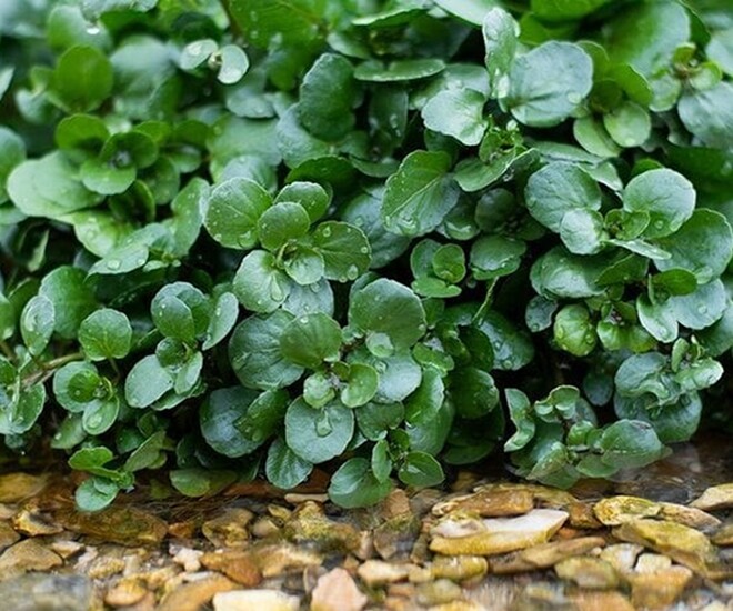 Cây rau được đánh giá amp;#34;tốt nhất thế giớiamp;#34;, Việt Nam trồng bạt ngàn 45 ngày thu hoạch, thành đặc sản 40.000 đồng/kg - 1