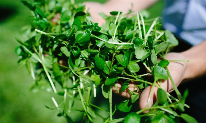 Cây rau được đánh giá amp;#34;tốt nhất thế giớiamp;#34;, Việt Nam trồng bạt ngàn 45 ngày thu hoạch, thành đặc sản 40.000 đồng/kg - 2