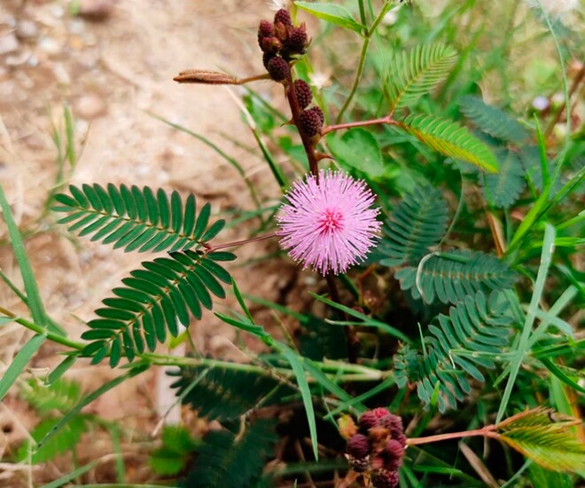 Cây dại mọc ven đường xưa không ai ngó ngàng, nay được chuộng ở thành phố giá 30.000 đồng/kg, tốt cho sức khoẻ - 1