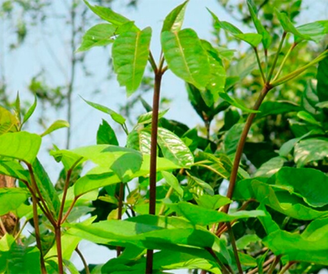 Đặc sản có tên amp;#34;ngượng đỏ mặtamp;#34;, xưa mọc bờ rào nay thành món khoái khẩu được ưa chuộng vì hương vị lạ, 50.000 đồng/kg - 1