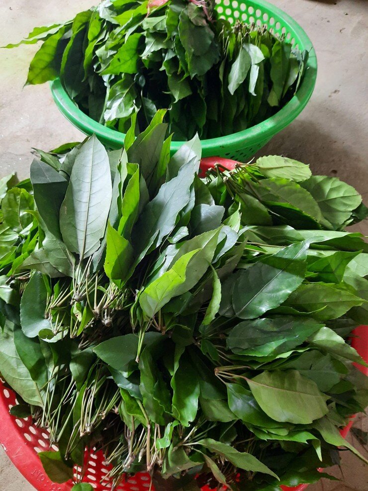 Đặc sản có tên amp;#34;ngượng đỏ mặtamp;#34;, xưa mọc bờ rào nay thành món khoái khẩu được ưa chuộng vì hương vị lạ, 50.000 đồng/kg - 3