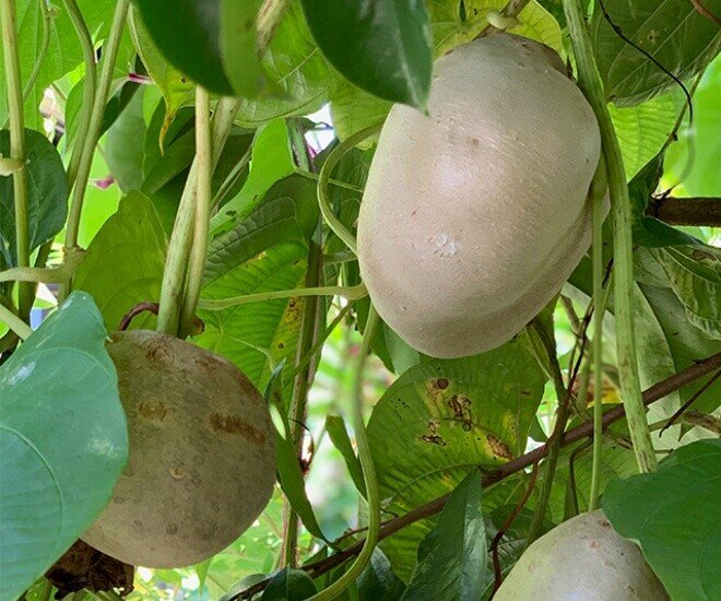 Khoai dái sinh trưởng tốt trên nhiều loại đất, phổ biến ở đất rừng