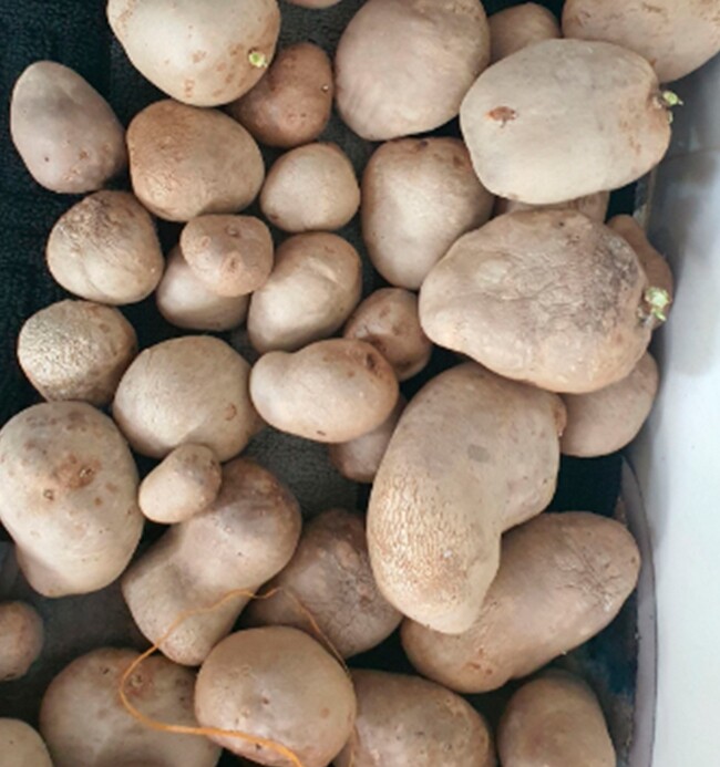 Khoai dái có độc tố nhưng nếu biết cách sơ chế, chúng có thể sử dụng làm thành những món ăn khoái khẩu.