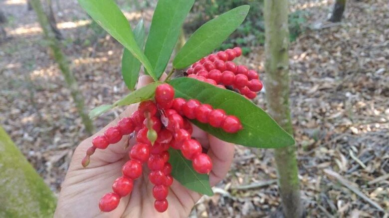 Chim chim mọc thành từng chùm đỏ mọng, mọc dại ở bìa rừng hoặc bờ rào vào mỗi mùa hè