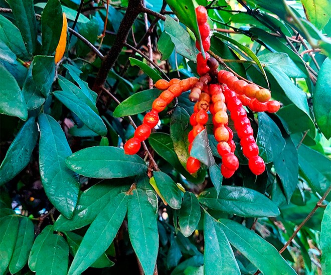 Khoảng tháng 5, tháng 6 là thời điểm trái chim chim vào mùa. Loại quả này có cái tên khiến nhiều người thấy ngượng khi nhắc đến