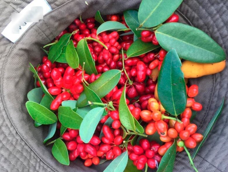 Thứ quả dại này khiến người thành phố tò mò mua về ăn thử