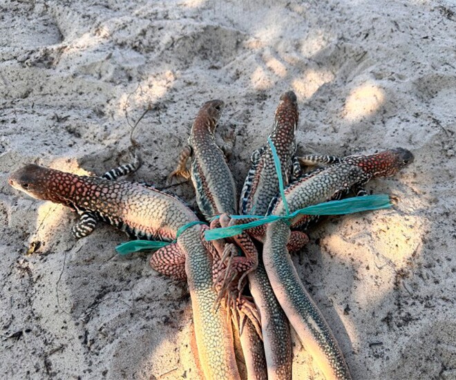 Đặc sản nghe tên amp;#34;sợ khiếp víaamp;#34;, xưa không ai ăn nay thành món ngon được người thành phố săn lùng, 400.000 đồng/kg - 1