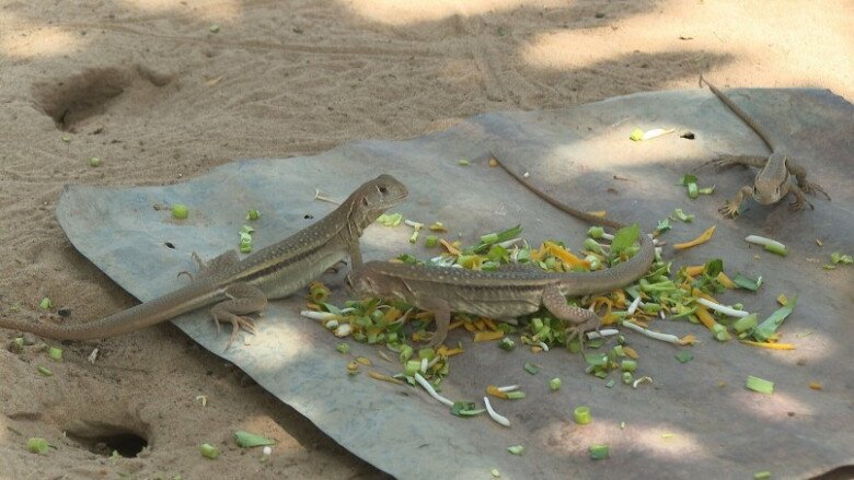 Đặc sản nghe tên amp;#34;sợ khiếp víaamp;#34;, xưa không ai ăn nay thành món ngon được người thành phố săn lùng, 400.000 đồng/kg - 4