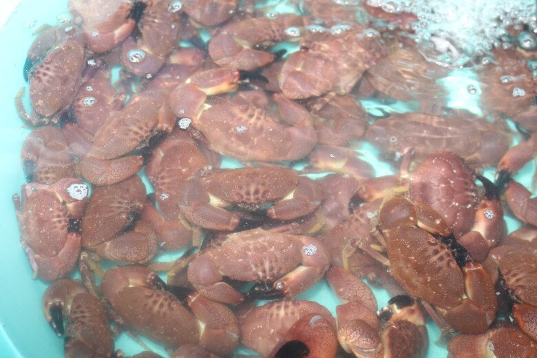 Nguồn ảnh: Báo Nghệ An