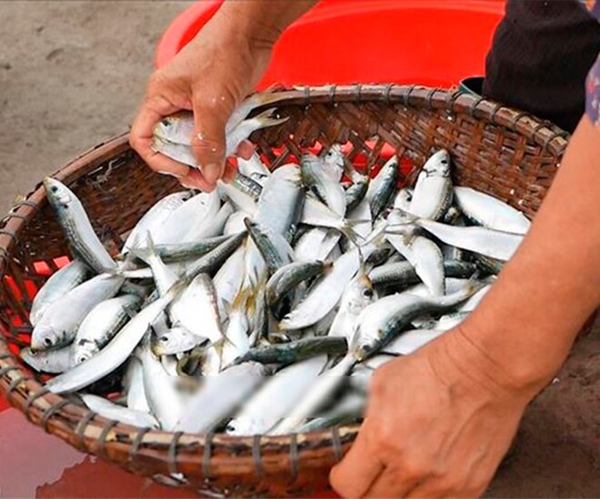 Con cá lẹp được ví như lộc biển mang về thu nhập cho người dân miền Trung