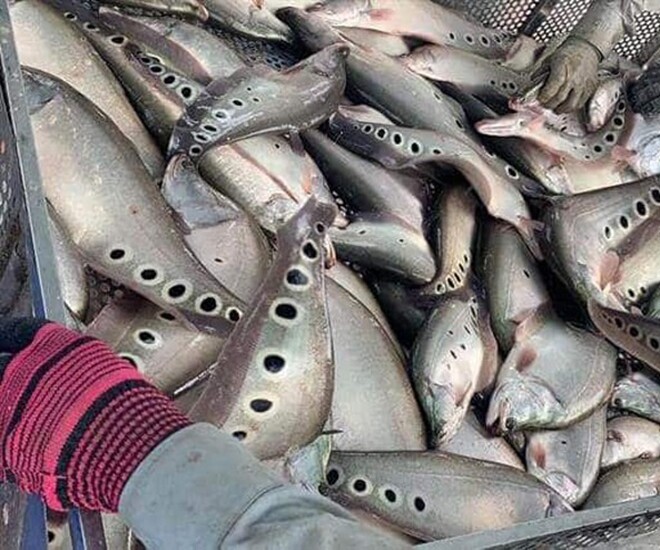 Cá thát lát từng bị chê vì nhiều xương ít thịt