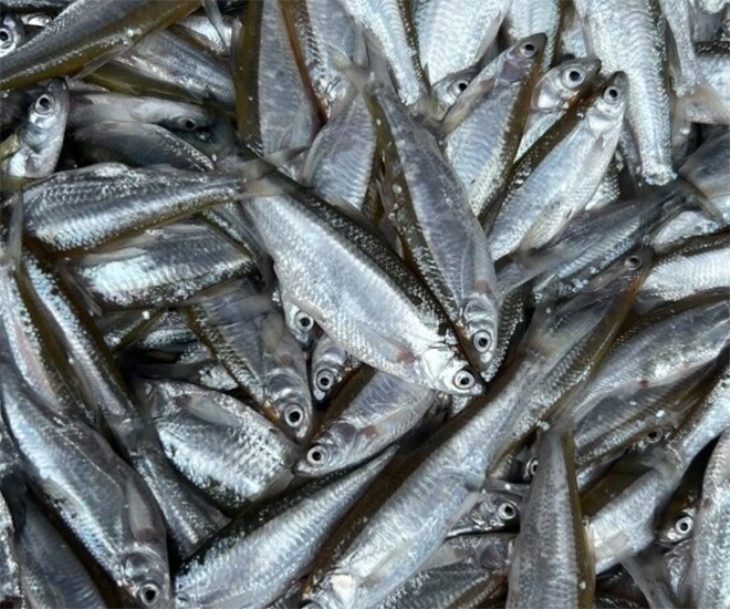 Đặc sản xưa dành cho amp;#34;người nghèoamp;#34;, nay phơi khô bán 300.000 đồng/kg, người thành phố ưa chuộng vì hương vị lạ - 1