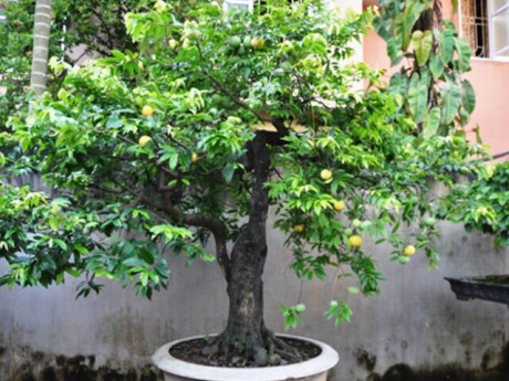 Cây ăn quả ở quê thành bonsai, vừa đẹp lạ vừa mang ý nghĩa phong thuỷ, có cây giá 3 tỷ đồng "gây sốt"