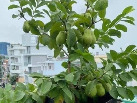 Loại quả "tốt nhất thế giới" được trồng bạt ngàn ở Việt Nam, chỉ 8 tháng cho thu hoạch, thành đặc sản từ 10.000 đồng/kg