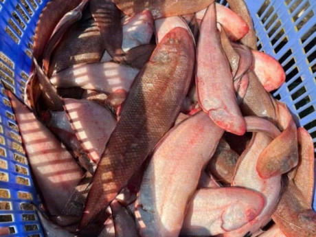 Loài cá quen thuộc "tốt hơn cá hồi", bán đầy chợ nhưng ít người mua ăn, nay thành đặc sản 100.000 đồng/kg