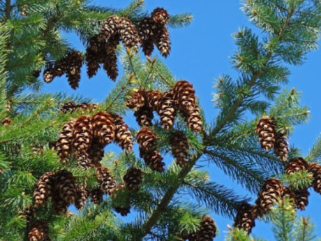 Loại quả đắt đỏ bậc nhất thế giới, Việt Nam trồng bạt ngàn thu hoạch nhiều năm, thành đặc sản nổi tiếng giá 400.000 đồng/kg