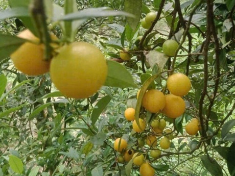 Loại quả xưa chín rụng chỉ dành cho "người nghèo", nay thành đặc sản nổi tiếng được ưa chuộng, 100.000 đồng/kg