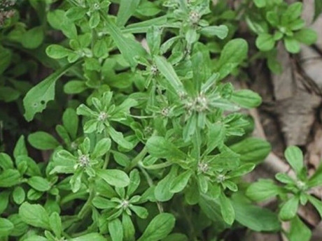 Cây dại mọc bờ rào xưa dành cho "người nghèo", nay thành đặc sản được dân thành phố ưa chuộng, tốt cho sức khỏe