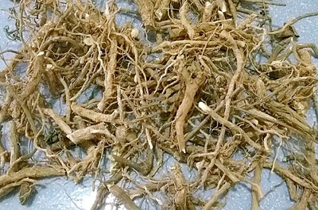 Cây dại mọc ven đường xưa không ai ngó ngàng, nay được chuộng ở thành phố giá 30.000 đồng/kg, tốt cho sức khoẻ - 3