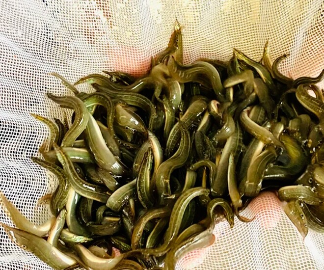 Loài cá bị chê bẩn nhưng là amp;#34;vị thuốc đại bổamp;#34;, bán ở chợ giá 120.000 đồng/kg thành đặc sản, tốt cho sức khoẻ - 1