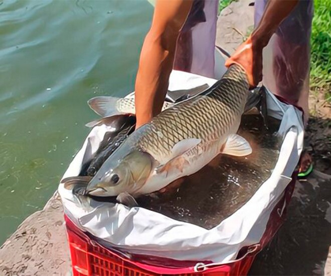 Loài cá quen thuộc ở quê được ví như amp;#34;nhân sâm, thuốc bổamp;#34;, giá chỉ từ 40.000 đồng/kg làm đủ món đặc sản, tốt cho sức khoẻ - 1