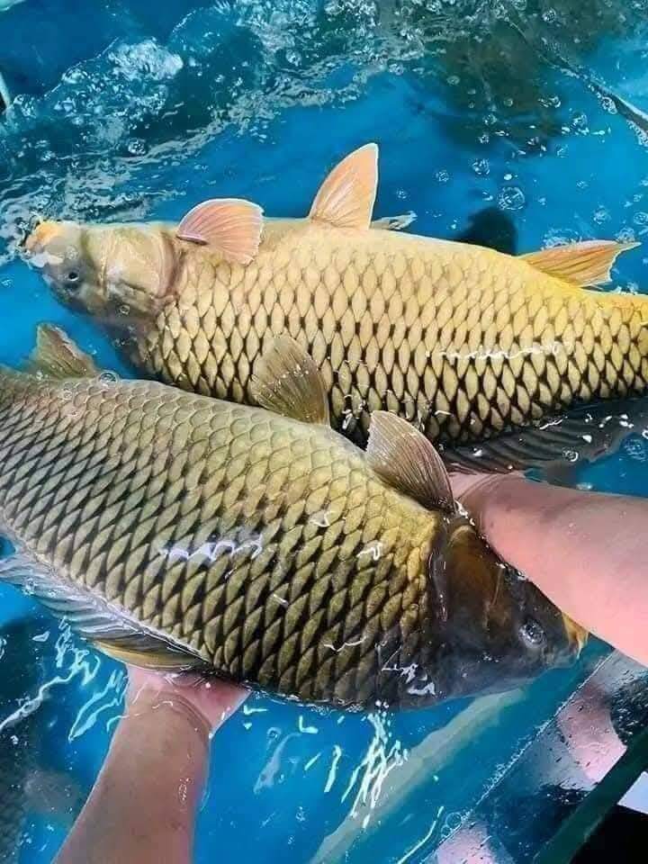 Loài cá quen thuộc ở quê amp;#34;tốt hơn cá hồiamp;#34;, xưa giá rẻ như cho nay thành đặc sản được ưa chuộng, 90.000 đồng/kg - 4
