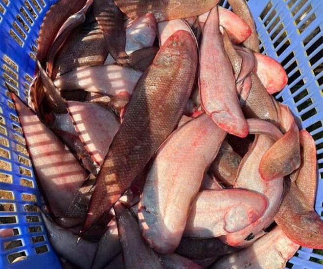 Đặc sản amp;#34;tốt hơn cá hồiamp;#34;, bán đầy chợ nhưng ít người biết đến, làm đủ món ngon giá từ 100.000 đồng/kg - 1