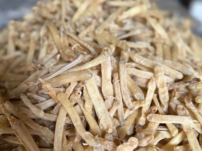 Loài chui lên từ bùn cát nhìn amp;#34;sợ khiếp víaamp;#34;, dân bắt về phơi khô bán 5 triệu đồng/kg, thành đặc sản vừa ngon vừa quý hiếm - 4