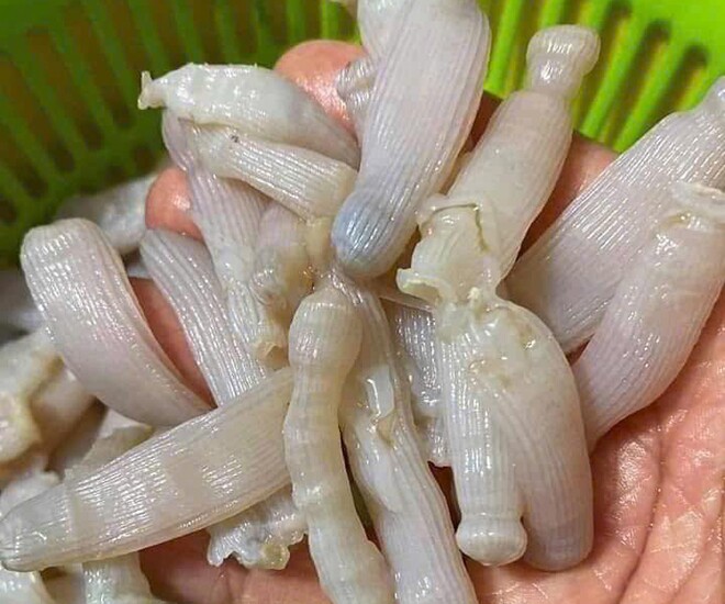 Loài chui lên từ bùn cát nhìn amp;#34;sợ khiếp víaamp;#34;, dân bắt về phơi khô bán 5 triệu đồng/kg, thành đặc sản vừa ngon vừa quý hiếm - 1