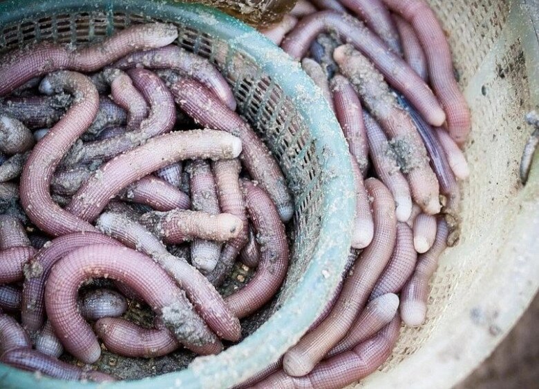 Loài chui lên từ bùn cát nhìn amp;#34;sợ khiếp víaamp;#34;, dân bắt về phơi khô bán 5 triệu đồng/kg, thành đặc sản vừa ngon vừa quý hiếm - 3
