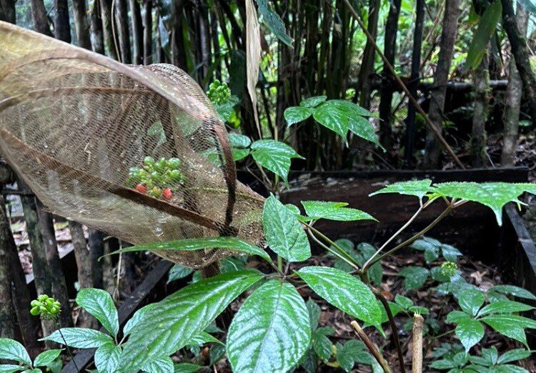 Loại hạt đắt đỏ bậc nhất thế giới, chỉ có duy nhất ở Việt Nam, đến mùa giá tới 240 triệu/kg người trồng amp;#34;hái ra tiềnamp;#34; - 2