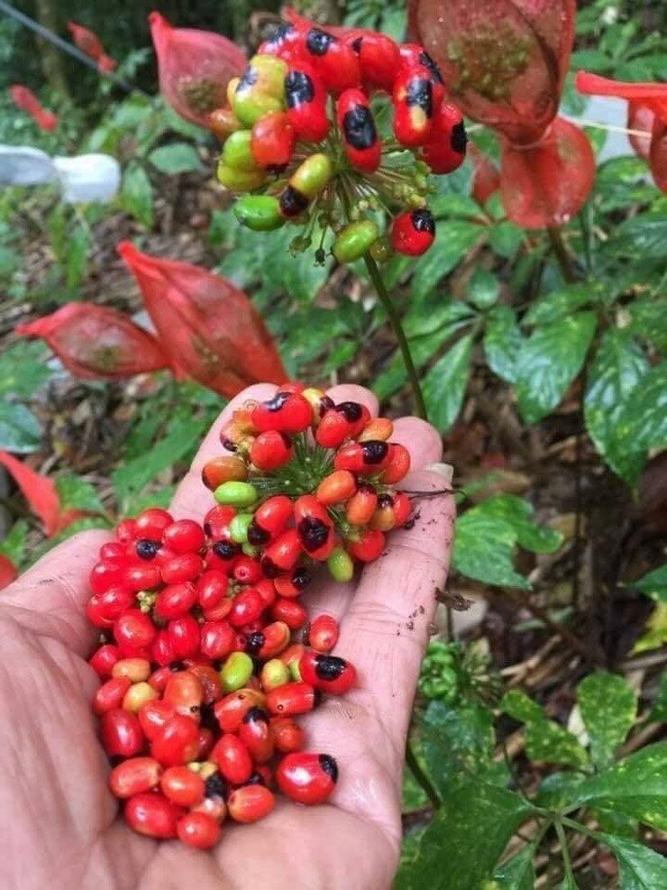 Loại hạt đắt đỏ bậc nhất thế giới, chỉ có duy nhất ở Việt Nam, đến mùa giá tới 240 triệu/kg người trồng amp;#34;hái ra tiềnamp;#34; - 4