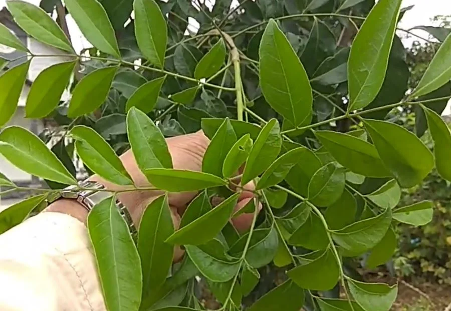 Loại lá xưa rụng đầy không ai ngó ngàng, nay được chuộng vì hương vị lạ giá 70.000 đồng/kg, tốt cho sức khoẻ - 3