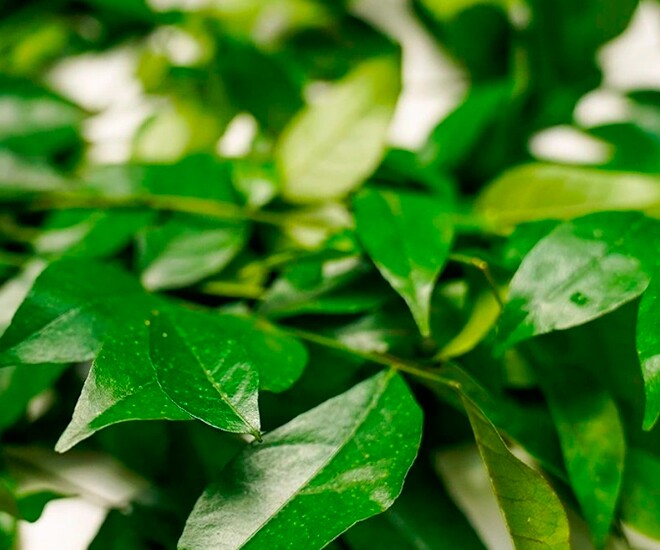 Loại lá xưa rụng đầy không ai ngó ngàng, nay được chuộng vì hương vị lạ giá 70.000 đồng/kg, tốt cho sức khoẻ - 1