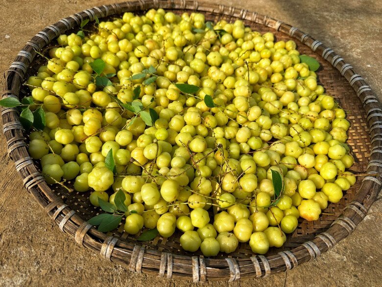 Quả này có vị chua ngọt, trở thành món ăn vặt được chị em văn phòng yêu thích