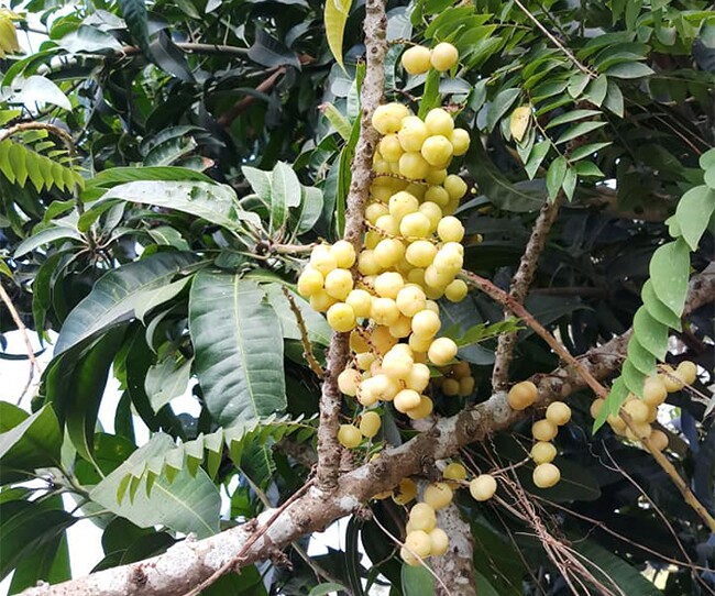 Loại quả dại xưa dành cho amp;#34;người nghèoamp;#34;, nay thành món đặc sản người thành phố ưa chuộng, công dụng tuyệt vời - 4