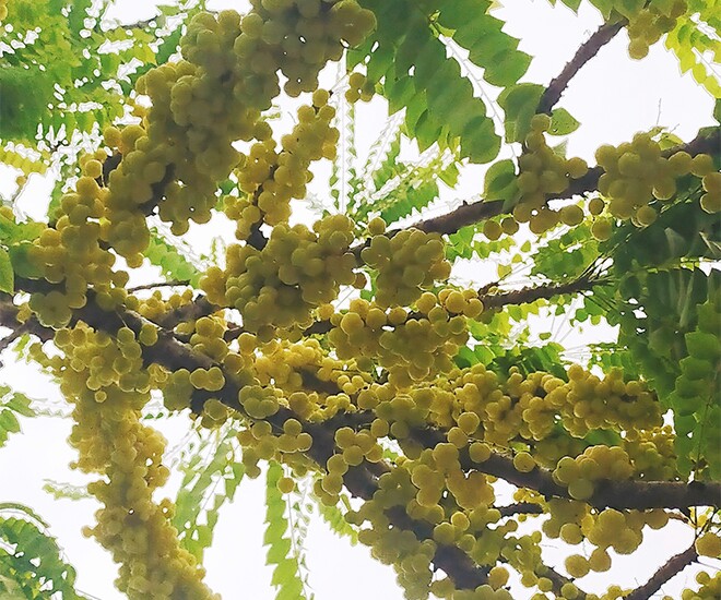 Chùm ruột mọc lúc lỉu từ thân đến ngọn mỗi khi đến mùa