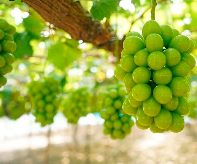 Loại quả đắt đỏ nhất thế giới Việt Nam trồng thành công, 2 năm cho thu hoạch, là đặc sản nổi tiếng 450.000 đồng/kg  - 1