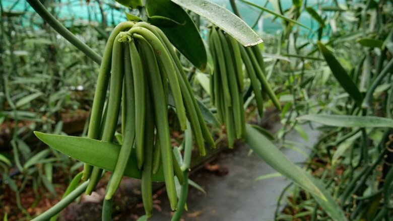 Loại quả đắt đỏ bậc nhất thế giới giá 15 triệu/kg, ở Việt Nam đã trồng thành công, tốt cho sức khỏe - 3