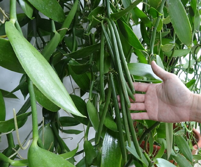 Loại quả đắt đỏ bậc nhất thế giới giá 15 triệu/kg, ở Việt Nam đã trồng thành công, tốt cho sức khỏe - 1