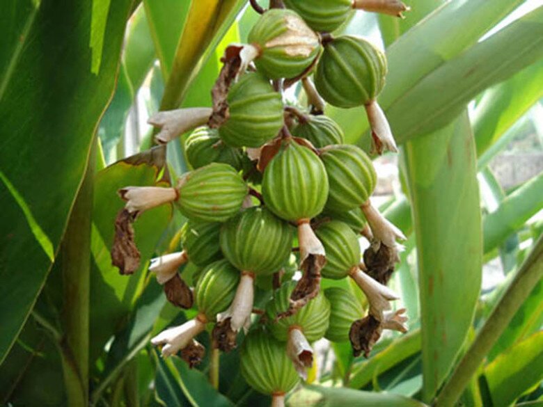 Loại quả đắt đỏ bậc nhất thế giới, Việt Nam trồng bạt ngàn thu hoạch nhiều năm,  thành đặc sản nổi tiếng giá 1,2 triệu/kg - 2