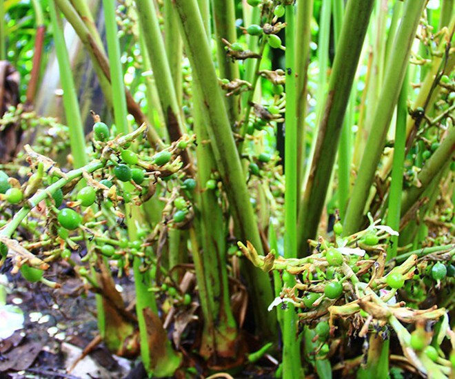 Loại quả đắt đỏ bậc nhất thế giới, Việt Nam trồng bạt ngàn thu hoạch nhiều năm,  thành đặc sản nổi tiếng giá 1,2 triệu/kg - 1