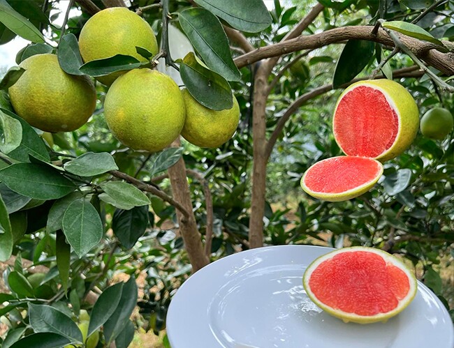 Loại quả đắt đỏ nhất thế giới, Việt Nam trồng bạt ngàn thành đặc sản 120.000 đồng/kg, trồng một lần thu hoạch nhiều năm - 4